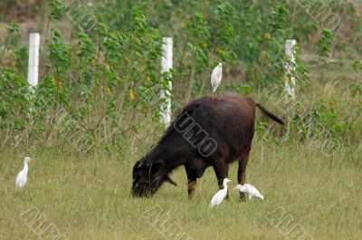Cattle Egret