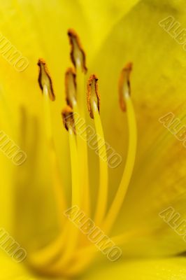 Day Lily