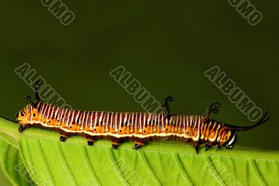 Caterpillar
