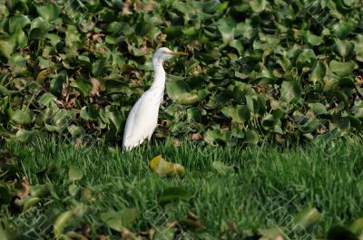 Egret