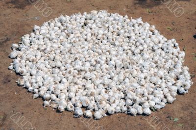 Garlic