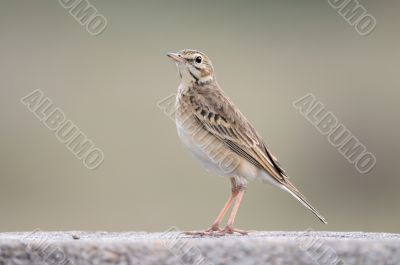 Paddy field pipit