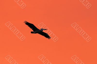 Pelican