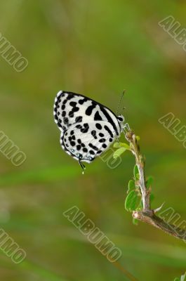 Common pierrot