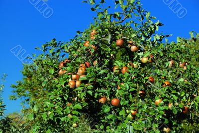 Apples