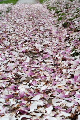 Cherry Blossoms