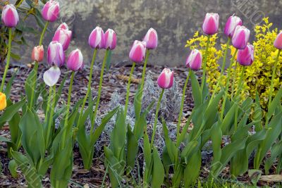 Tulips