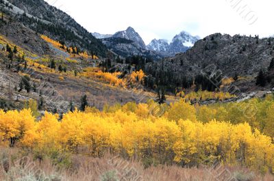 Autumn Foliage