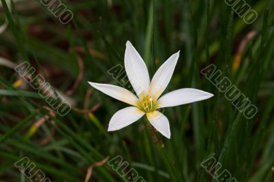 Rain Lily