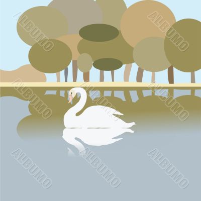 Swan on a lake
