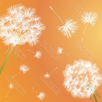 dandelion