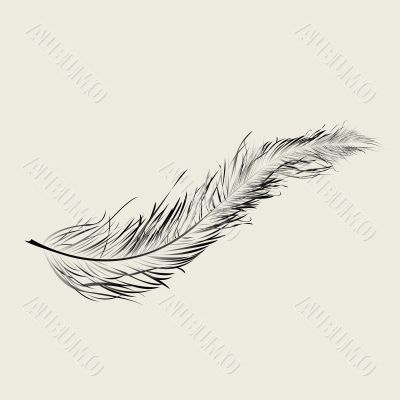 Flaoting feather