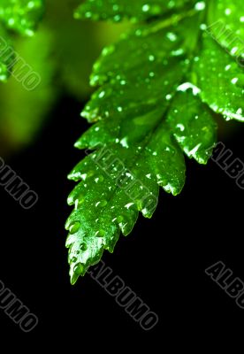 green leaf with water drops 