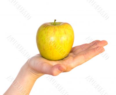 yellow apple on female palm