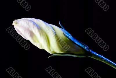 bud of flower with waterdrops on black 