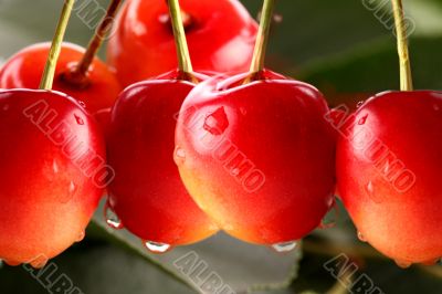 cherry red macro