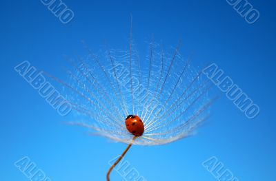 Dandelion and ladybug