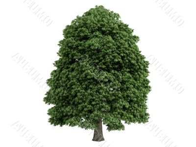 Chestnut or Aesculus
