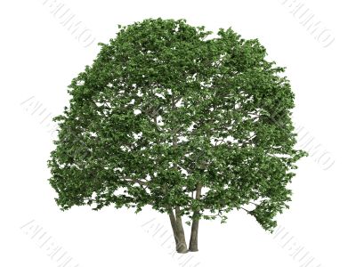 Alder or Alnus