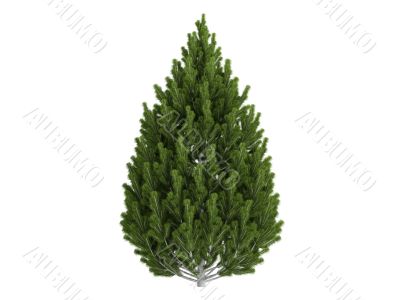 Pine or Pinus leucodermis