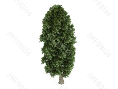 Linden or Tilia platyphyllos
