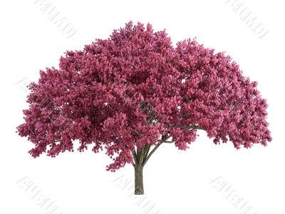 Cherry tree
