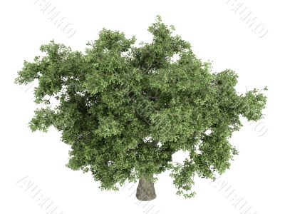 Oak or Quercus