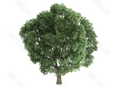 Elm or Ulmus