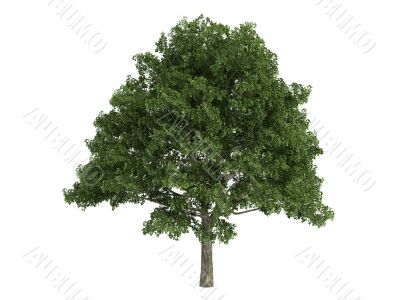 Oak or Quercus