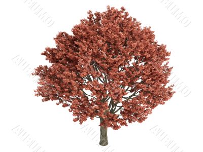 Maple or Acer griseum
