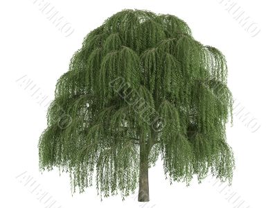 Willow or Salix