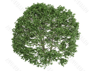 Alder or Alnus