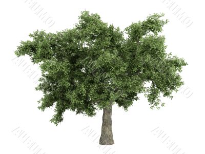 Oak or Quercus