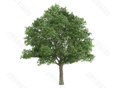 Oak or Quercus robur