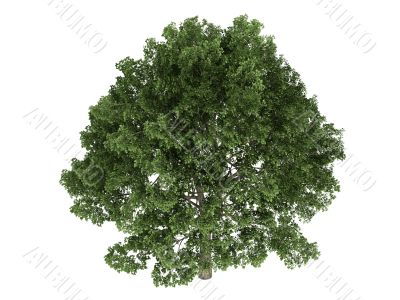 Oak or Quercus