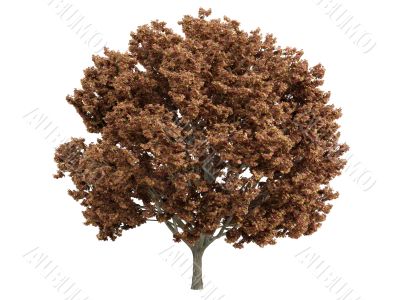 Maple or Acer
