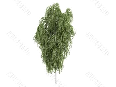 Birch or Betula