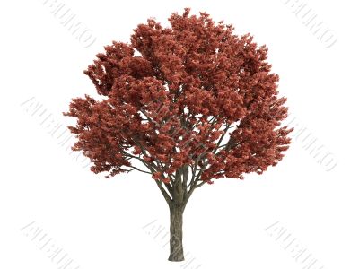 Maple or Acer griseum