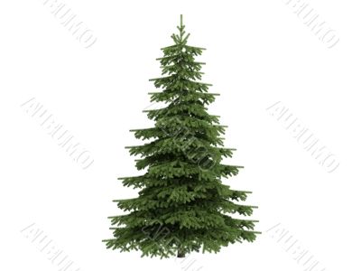 Spruce or Picea