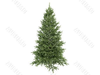 Spruce or Picea