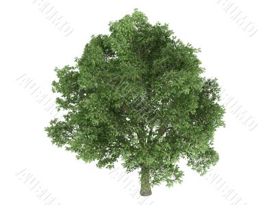Oak or Quercus robur