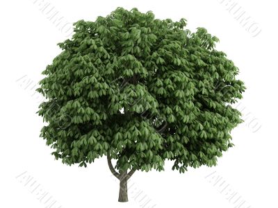 Chestnut or Aesculus