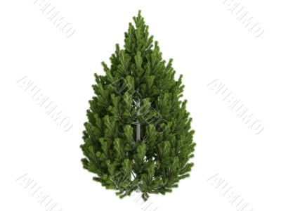 Pine or Pinus leucodermis