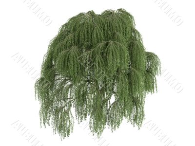 Willow or Salix