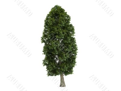 Linden or Tilia platyphyllos