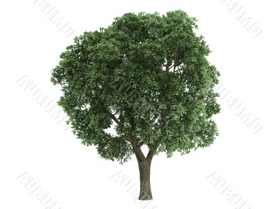 Elm or Ulmus