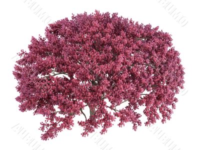 Cherry tree