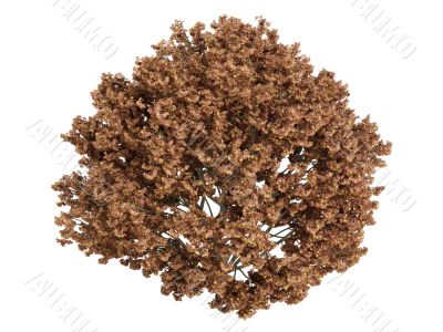 Maple or Acer