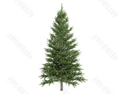 Spruce or Picea