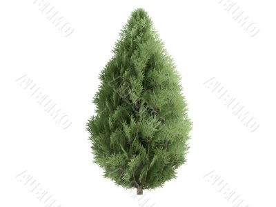 Cypress or Chamaecyparis lawsoniana